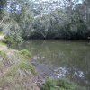 Marramarra Creek, near Biddy and John Lewis' allotment